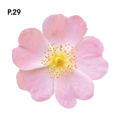 Přírodopis_motiv29.jpg Přírodopis_motiv29.jpg